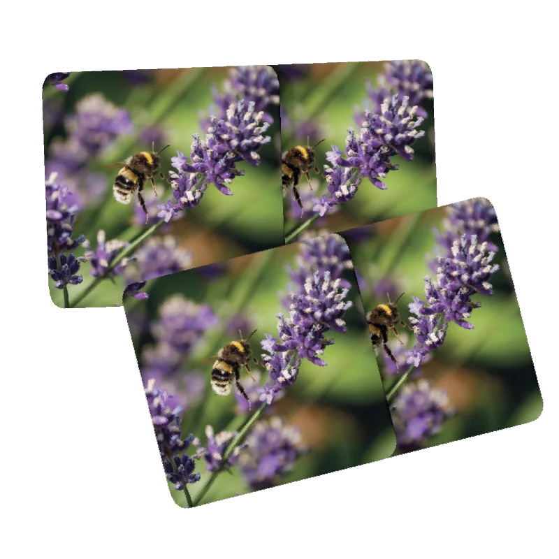 Bumblebee on Lavender Coasters