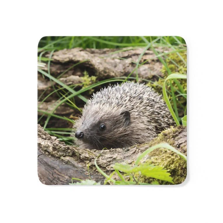 Hedgehog Coaster