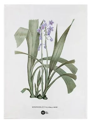 Maxwell & Williams Royal Botanic Gardens - Australian Orchids Tea Towel 50x70cm - Lilac